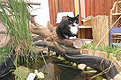 Schwarze Katze am Teich